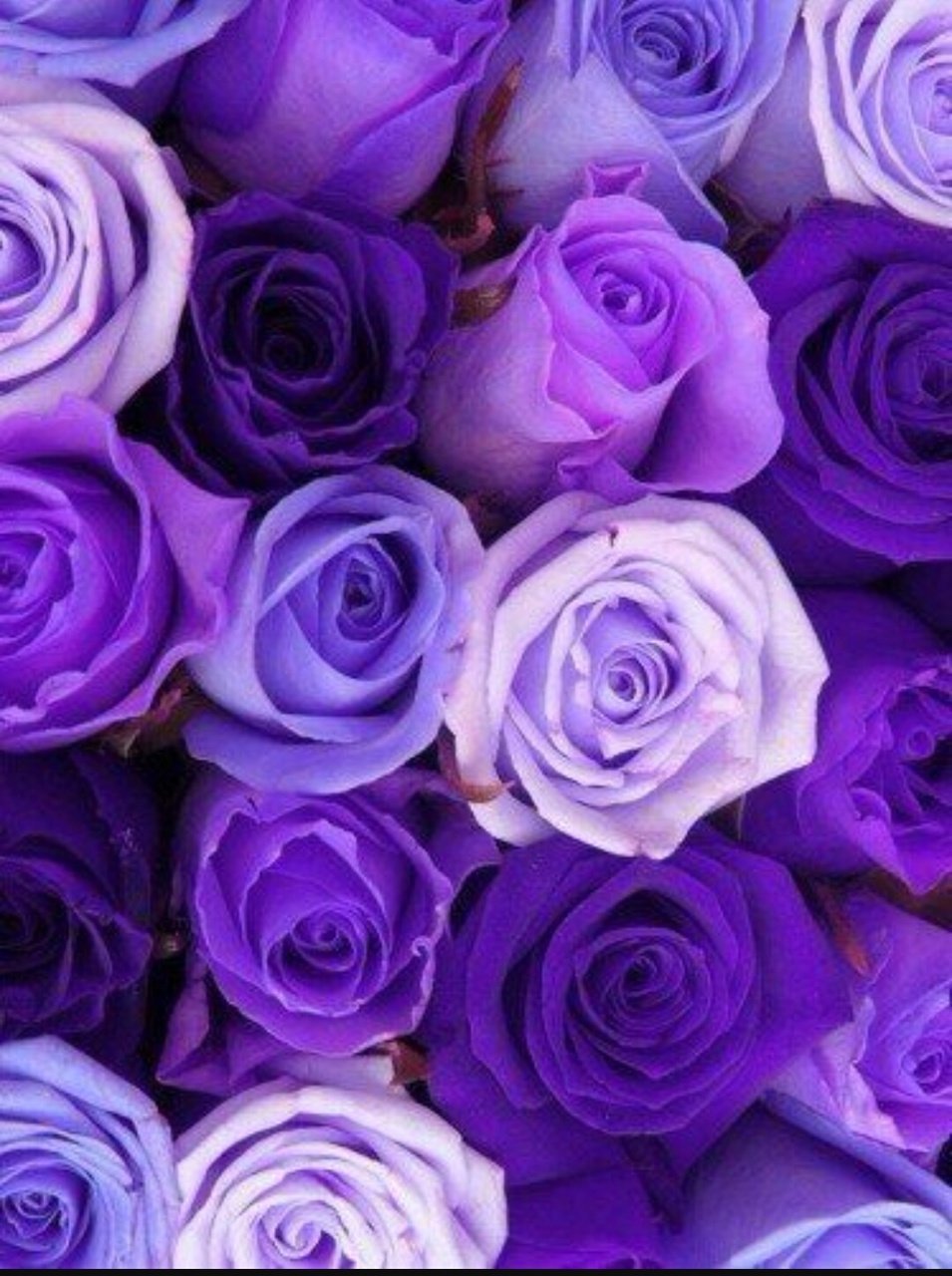 Фиолетовый цвет картинки - 80 фото