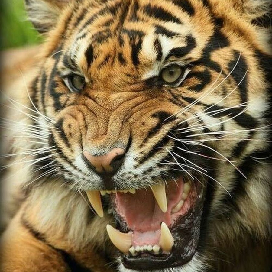 Рычащего тигра