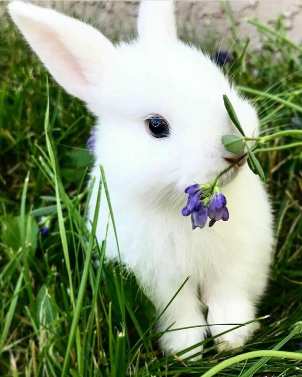 Белый кролик сидит на траве рядом с цветком — Фотки на аву