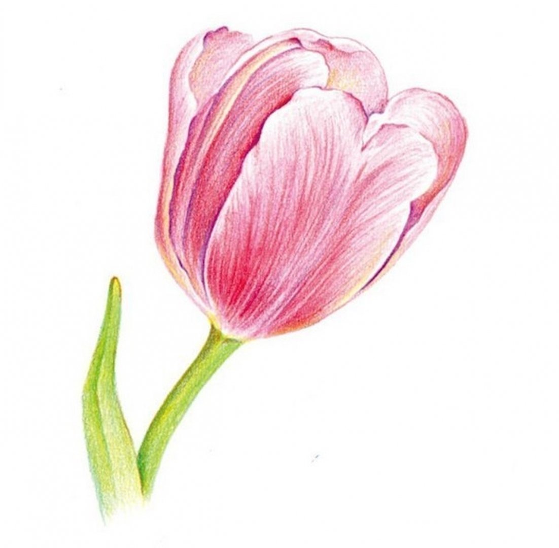 Нарисовать рисунок тюльпаны. Тюльпаны рисунок. Тюльпаны карандашом. Цветочки карандашом цветные. Цветы цветными карандашами.