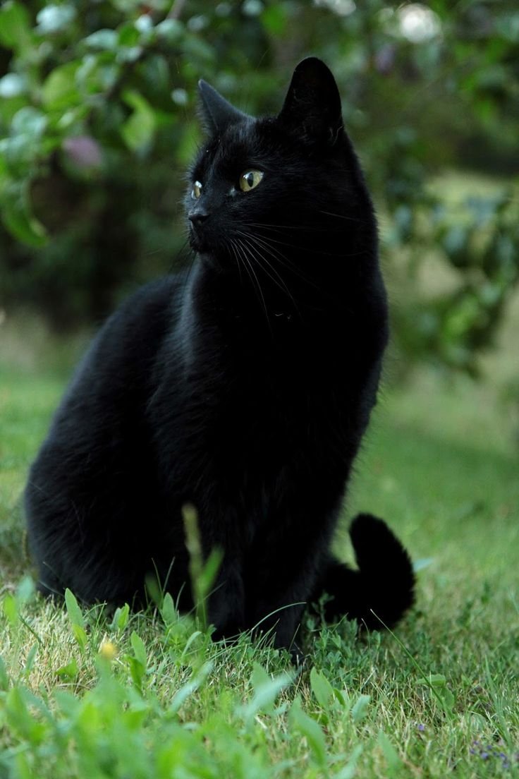 Картинки черных котов - 67 фото