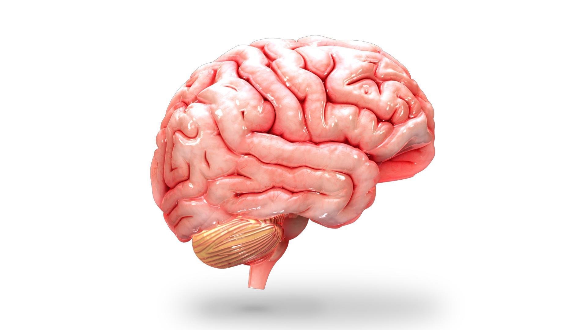 Brain g. Мозг на белом фоне.