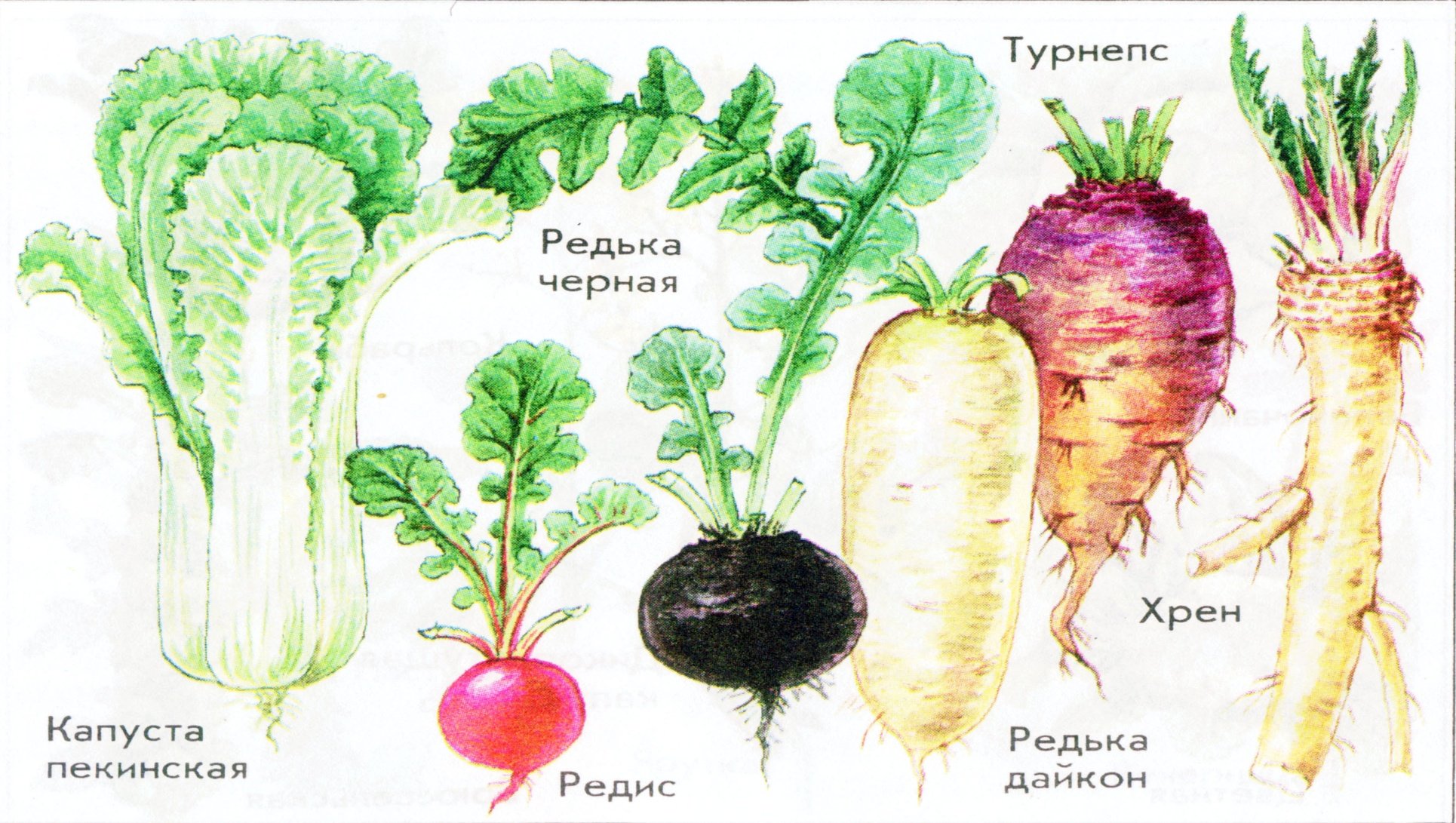 Корнеплоды список с картинками