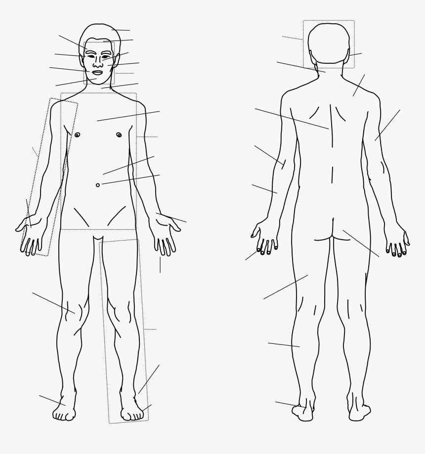8 частей человека. Тело человека. Контур тела человека. Тело человека схема. Тело человека рисунок.