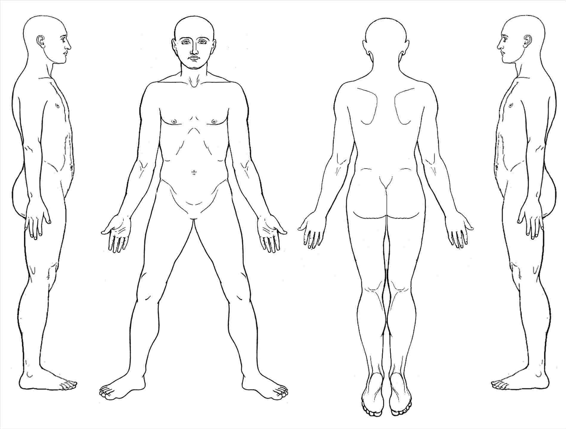 Тела тела тела дата выхода. Тело человека. Изображение тела человека. Анатомия тела.
