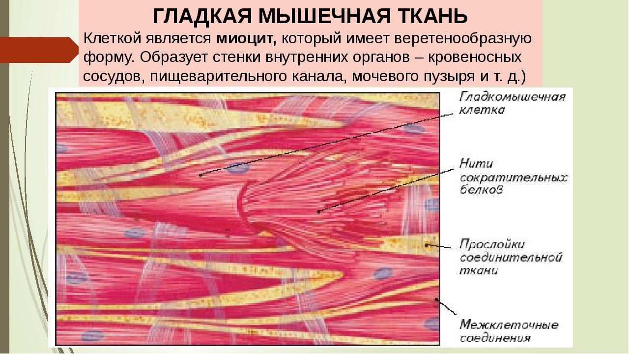 Какая ткань называется мышечной