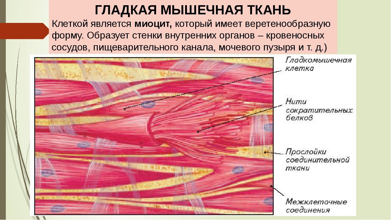 Гладкая мышечная ткань особенности строения. Миоциты гладкой мышечной ткани. Мышечная ткань миоциты. Мышечная ткань рисунок клетки. Миоциты строение.