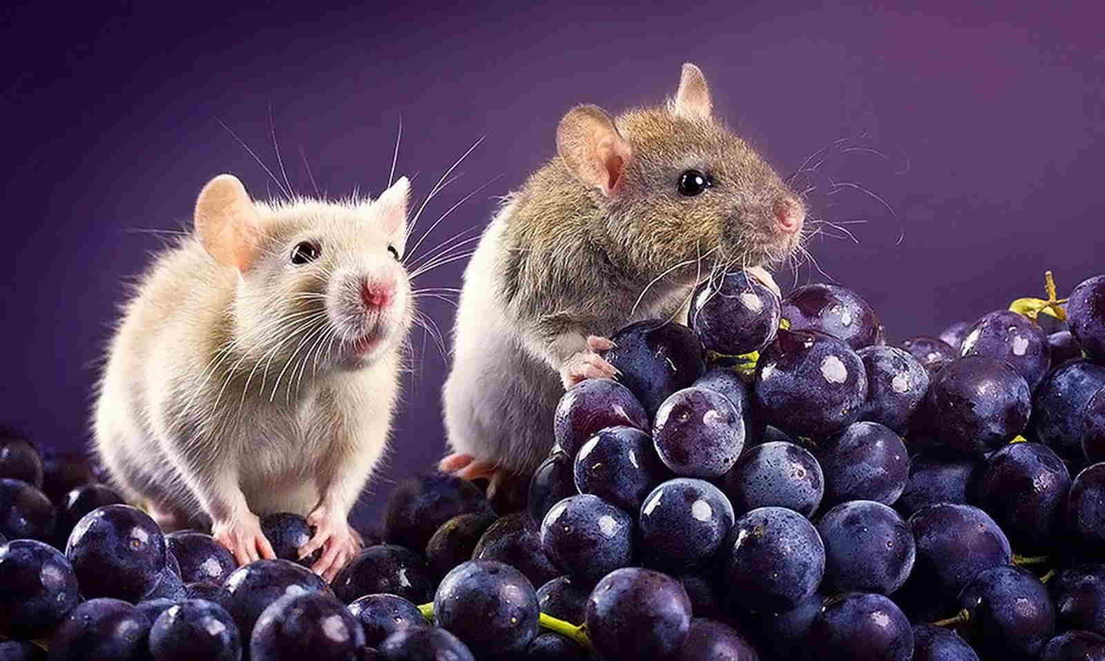 Милая мышь. Красивые крысы. Мышь. Мышь животное. Милые мышки.