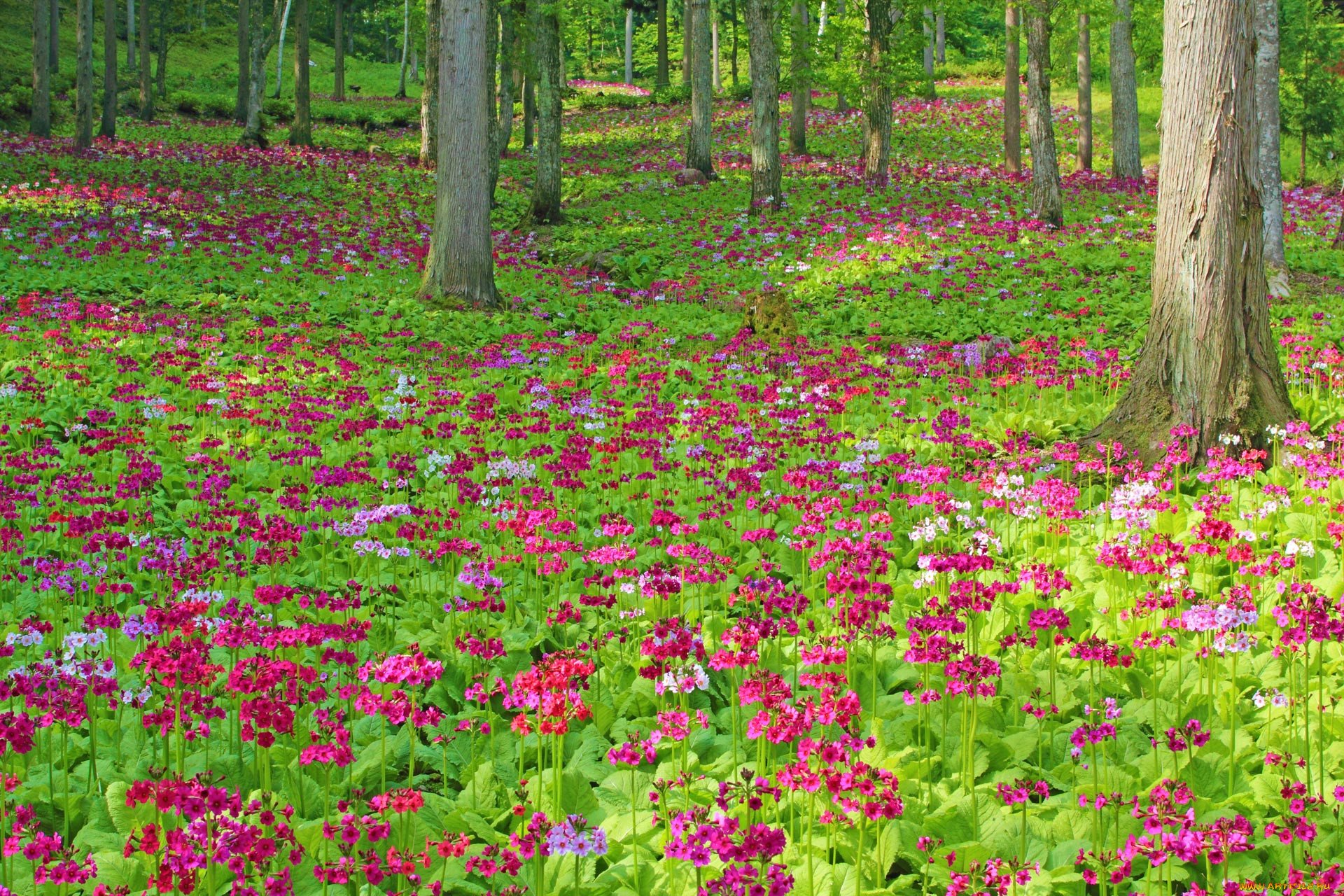 Картинка цветы в лесу. Журавинка Лесные цветы. Цветущая Лесная Поляна. Поляна цветов в лесу. Лесная Полянка с цветами.