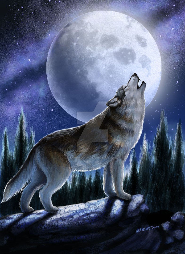 Раскраска волк Волк воет
