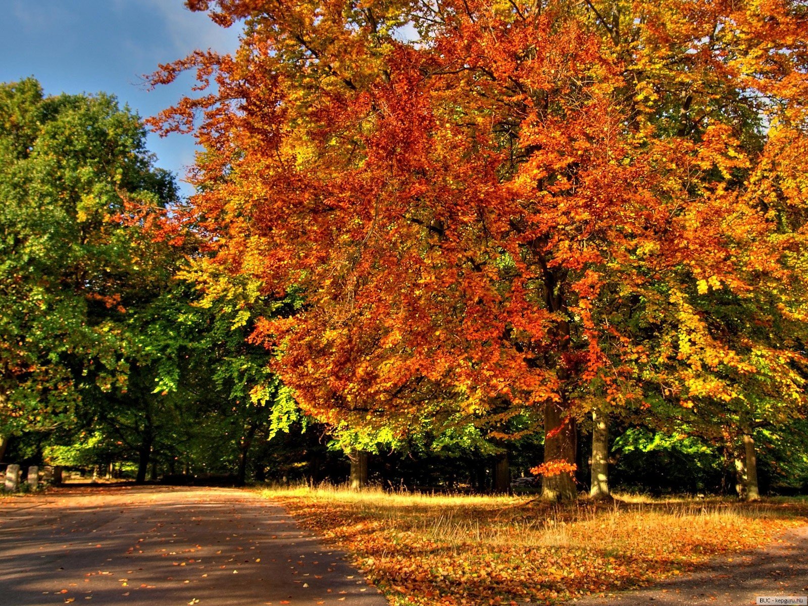 Картинки времена года. Осень. Деревья в сентябре. Времена года осень. Осень октябрь деревья.