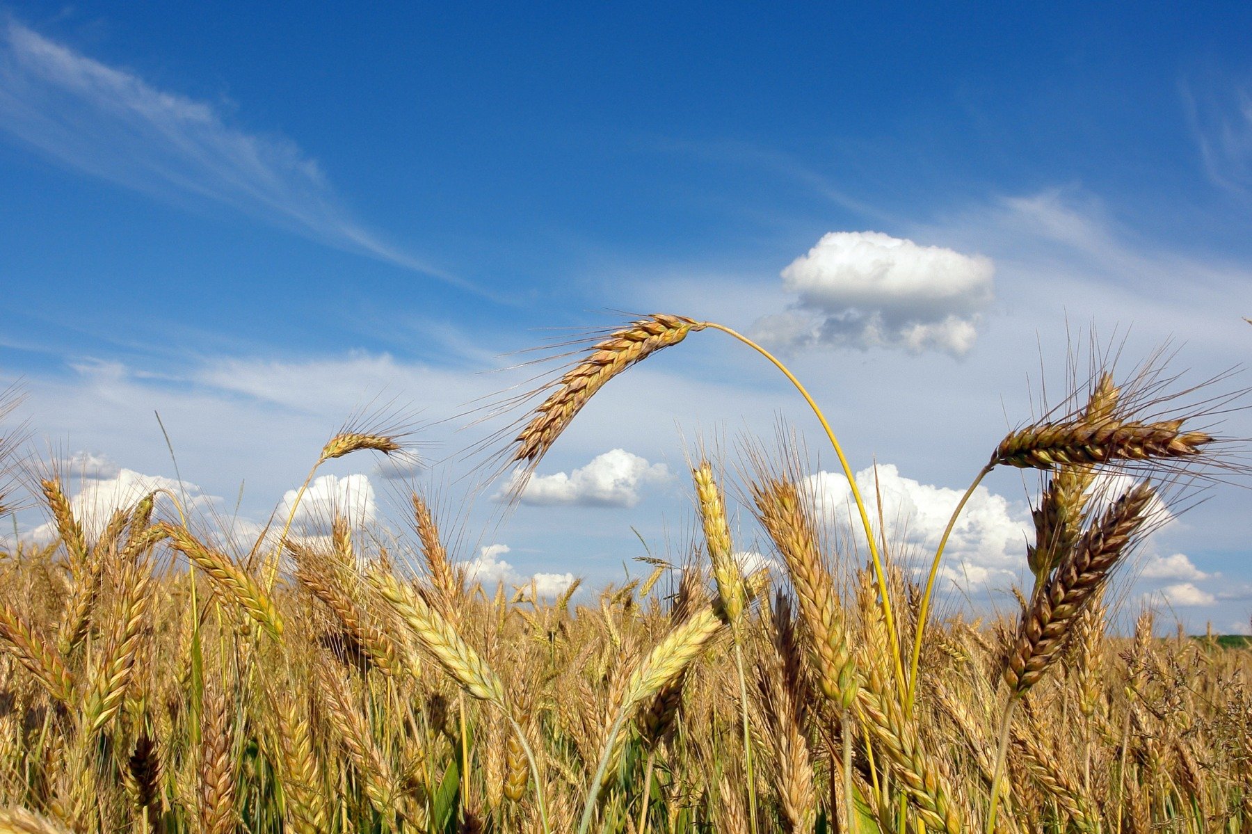 В тишине полей наливаются золотом колосья. Хлебные поля Удмуртии. Алтайский край хлебные поля. Хлебное поле. Пшеничное поле.