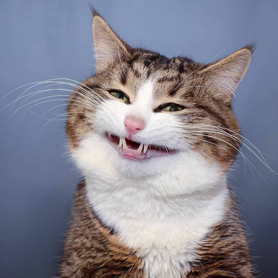 Раскраска котята милые и смешные - 65 фото