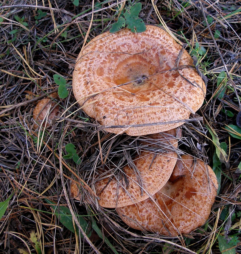 Есть гриб рыжик. Млечник Рыжик гриб. Рыжик Сосновый/Боровой (Lactarius deliciosus);. Сибирский Рыжик. Царский гриб Рыжик.
