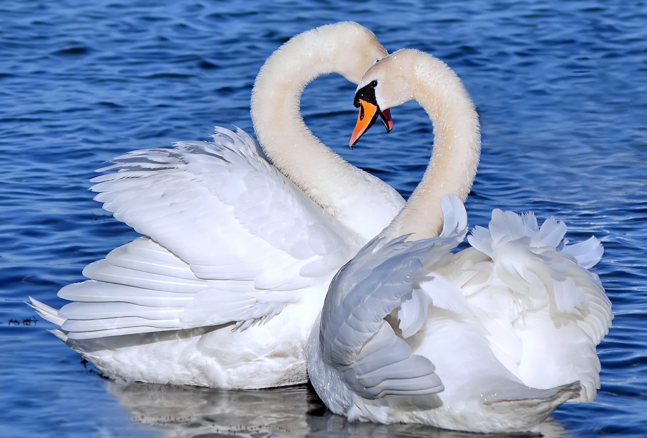 Двух лебедей влюбленных (85 фото) - красивые фото и картинки жк-вершина-сайт.рф
