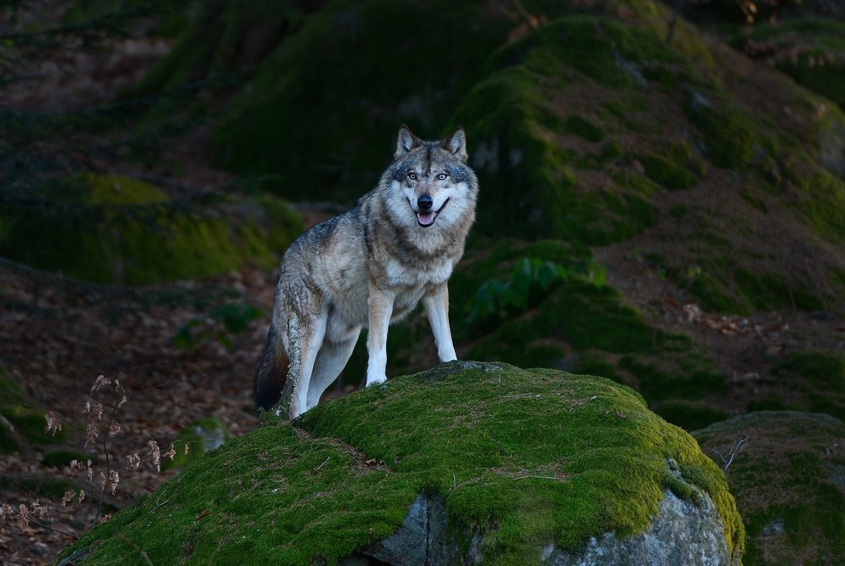 Природу про волков. Волк скалистых гор. Волк Северной Америки. Красивый волк. Волк серый.