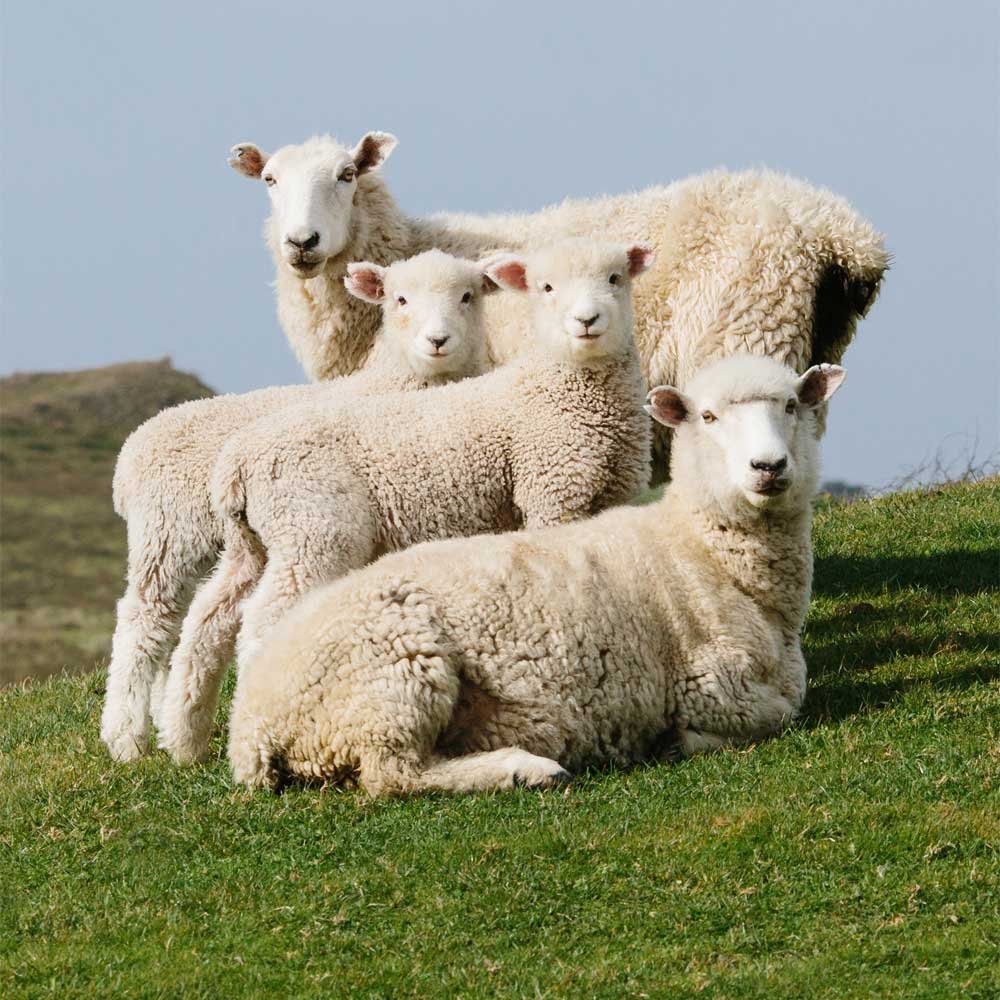 Картинки овец