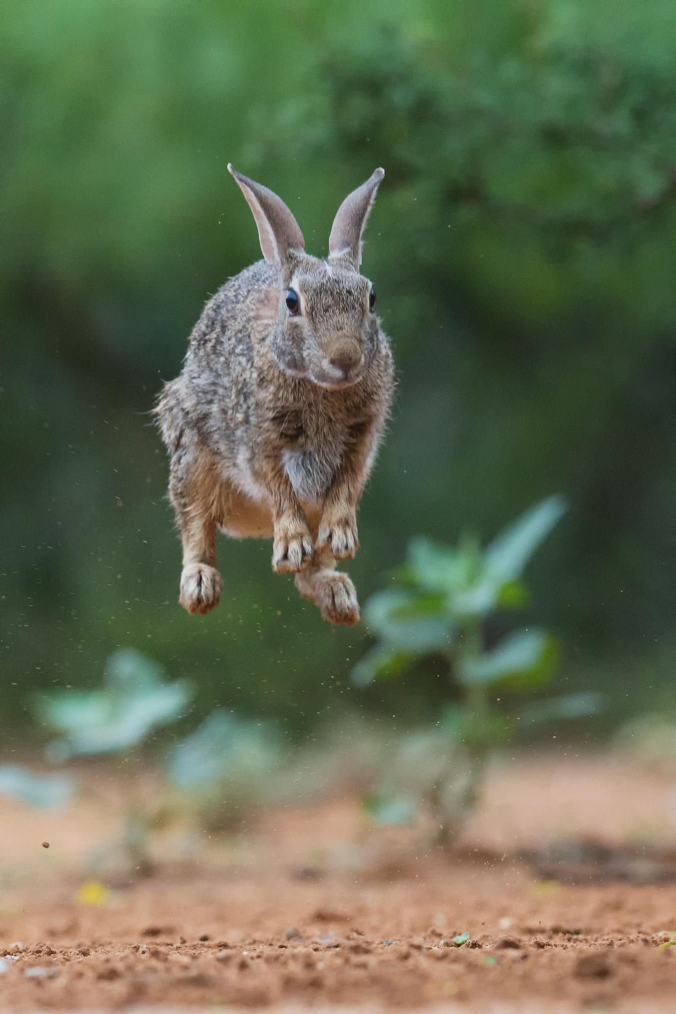 Про смешного зайца. Заяц. Заяц в прыжке. Прикольный заяц. Кролик прыгает.