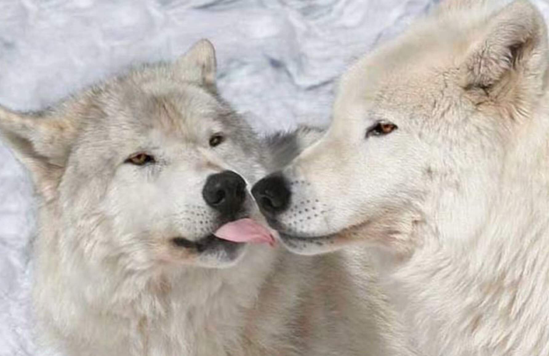 фото влюбленных волков