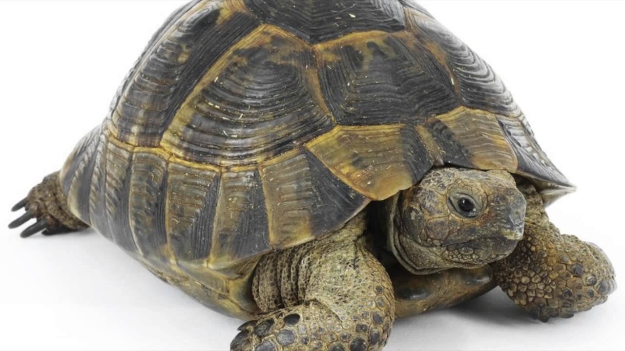 Черепашка картинка. Testudo Graeca Ibera. Псевдогеографическая черепаха. Среднеазиатская черепаха. Черепаха Касьяра.