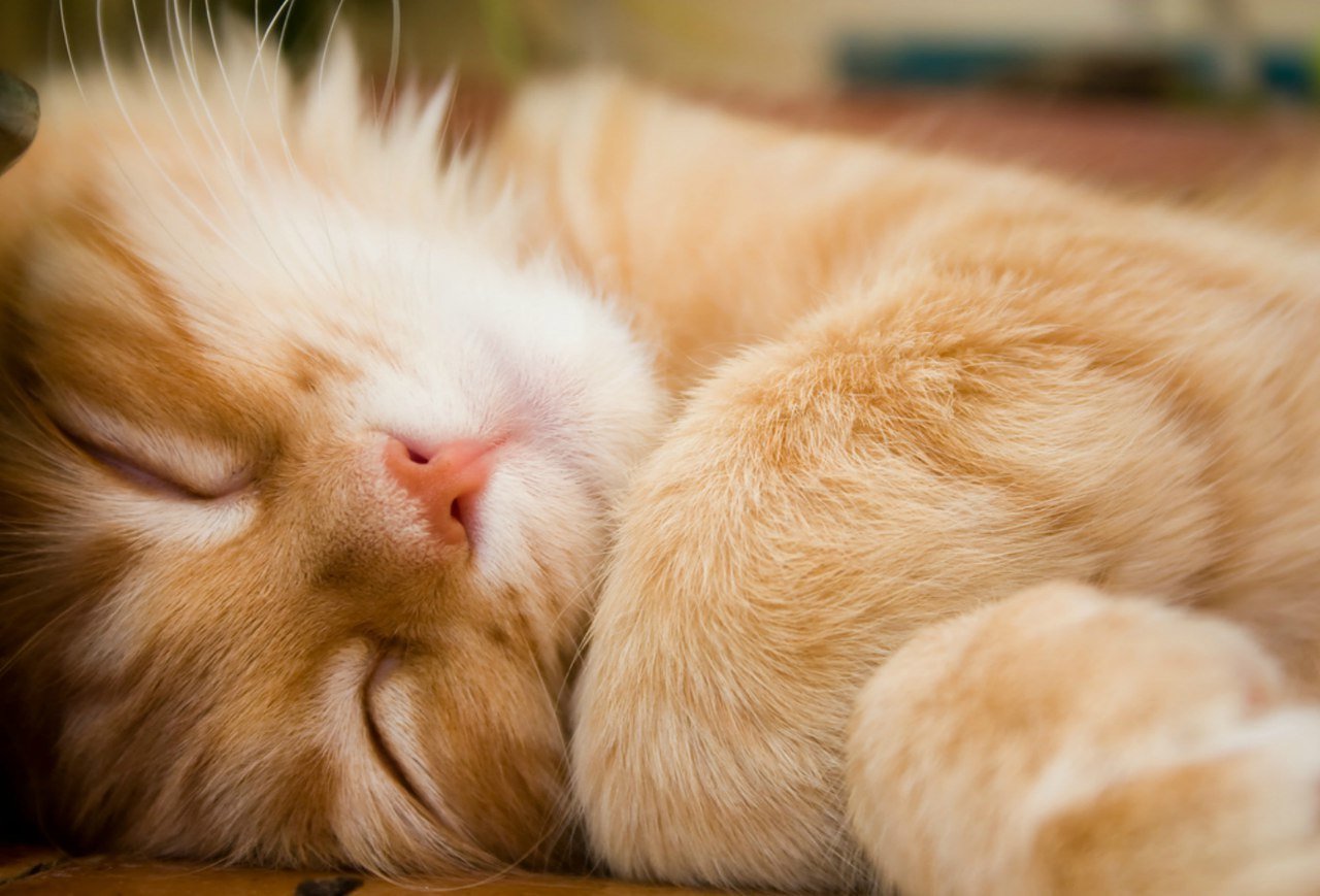 Пушистый спящий котенок. Спящие коты. Спокойный котик. Спящий котик. Милые спящие котята.