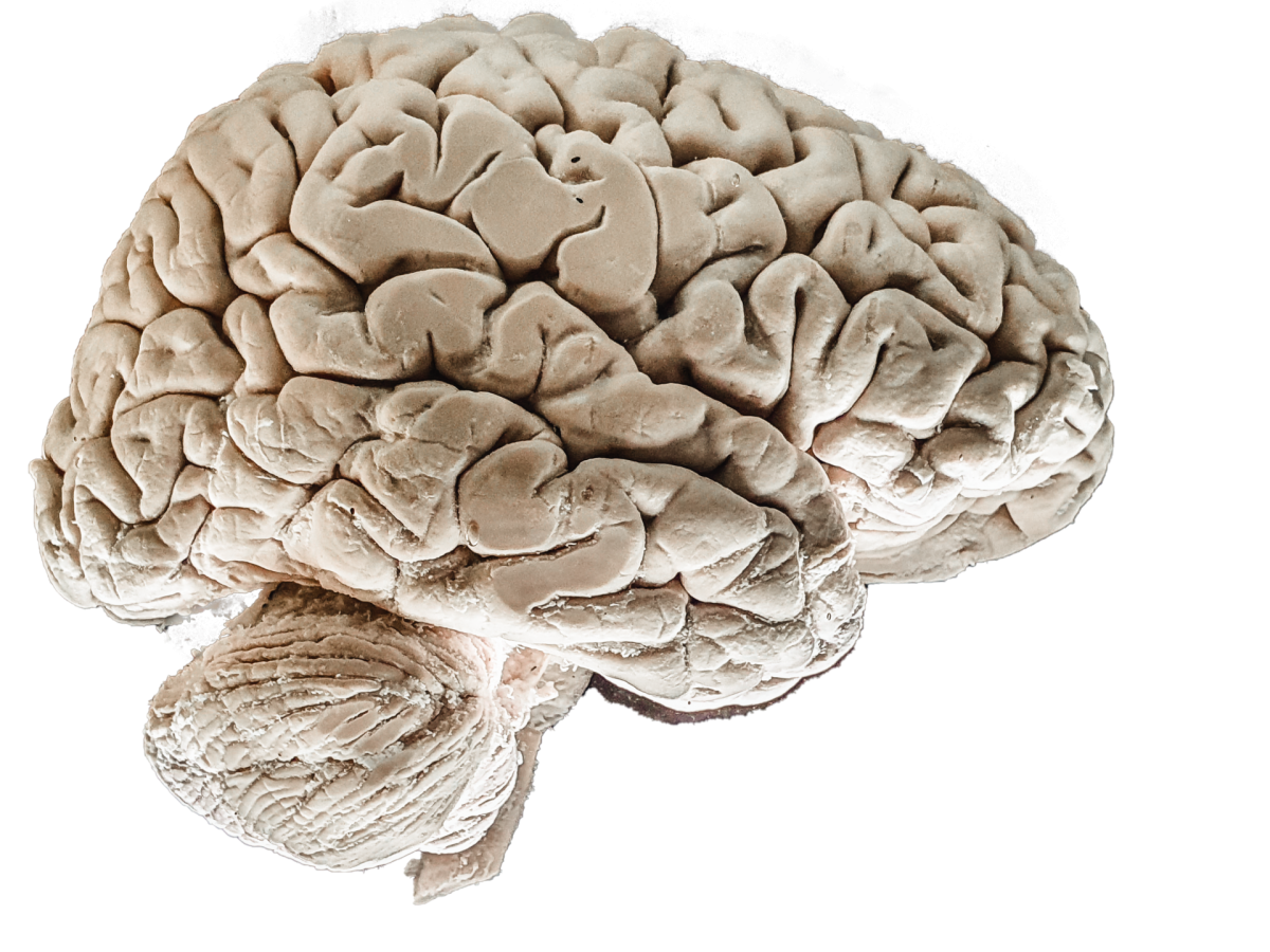 Brain 52. Мозг на белом фоне.
