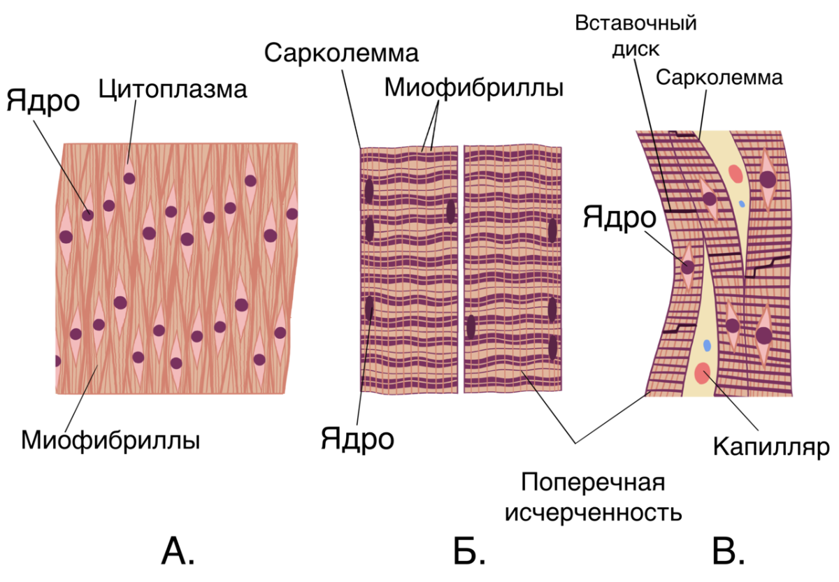 Гладкие мышцы многоядерные. Миофибриллы поперечно-полосатой мышечной ткани. Скелетная мышечная ткань. Гладкие и поперечно полосатые мышцы. Скелетные мышцы ткань.