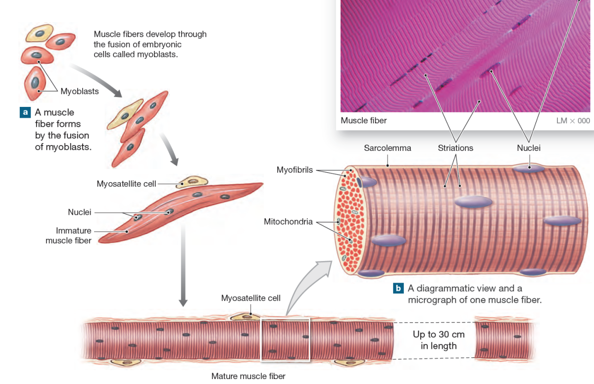 Гистогенез мышечной ткани
