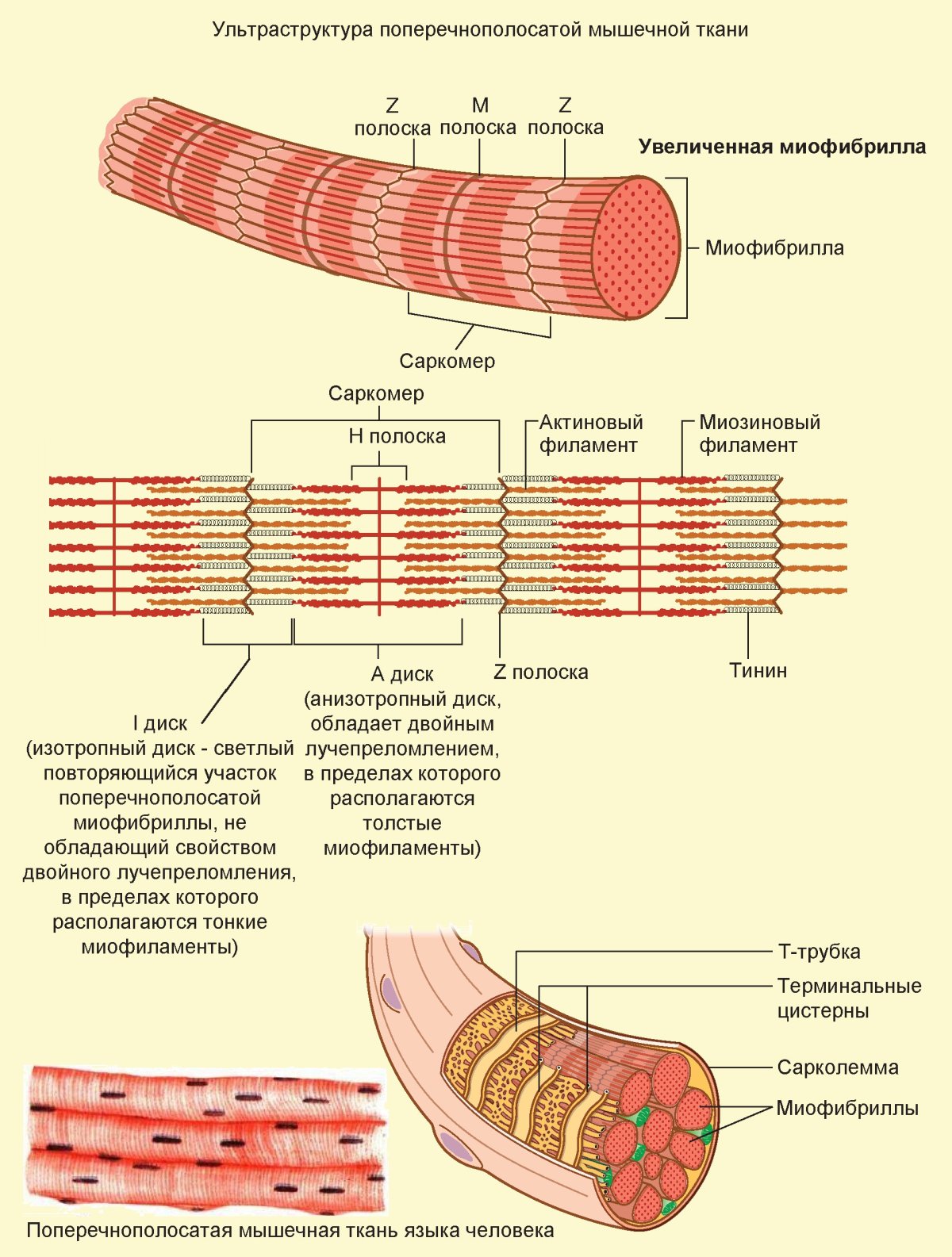 Схема строения поперечно полосатого мышечного волокна