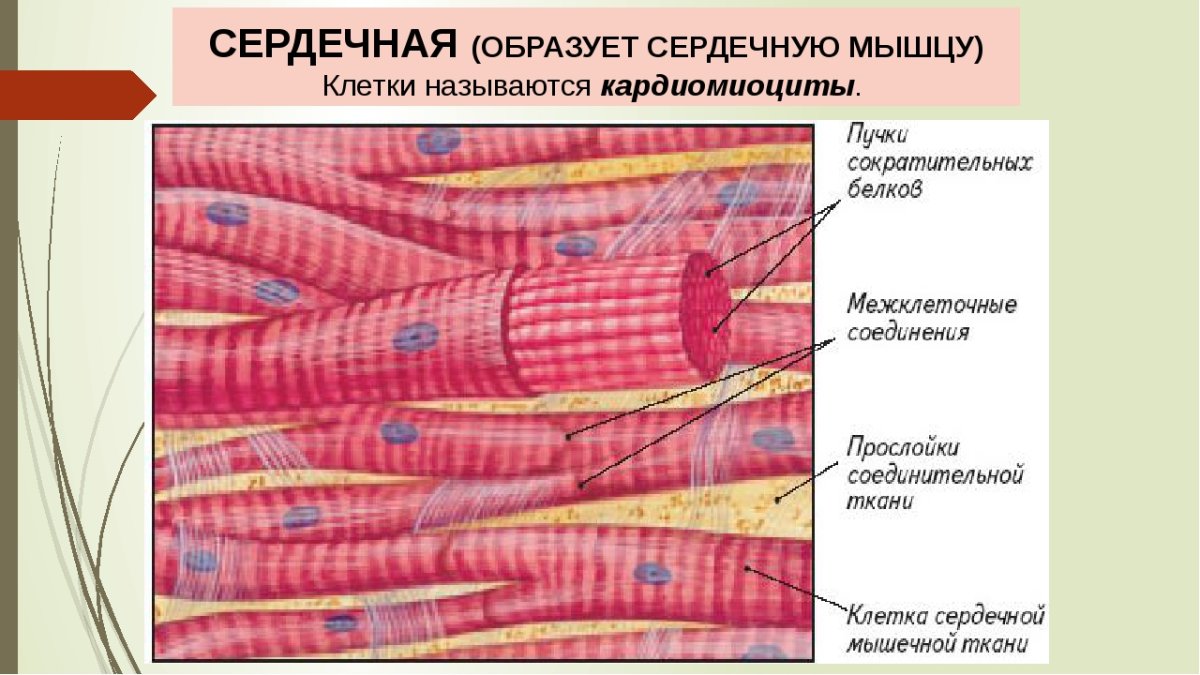 Сердечная мышечная ткань рисунок