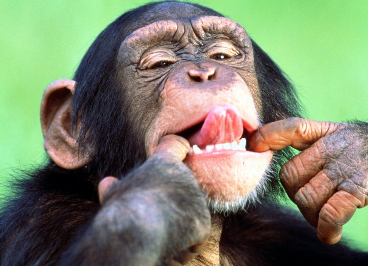 Включи язык зверей. Кунац меймун. Шимпанзе. Смешные обезьяны. Обезьянка с языком.