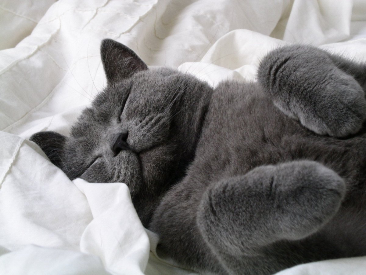 Спящий кот картинки - 61 фото