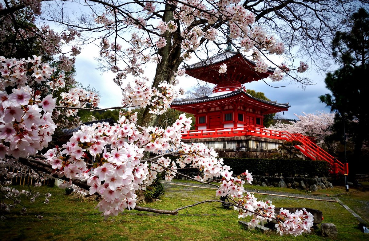 Японское качество видео. Киото Япония цветение Сакуры. Киото храм Сакура. Сеул дворец кёнбоккун Сакура цветет. Цветение Сакуры в Китае.