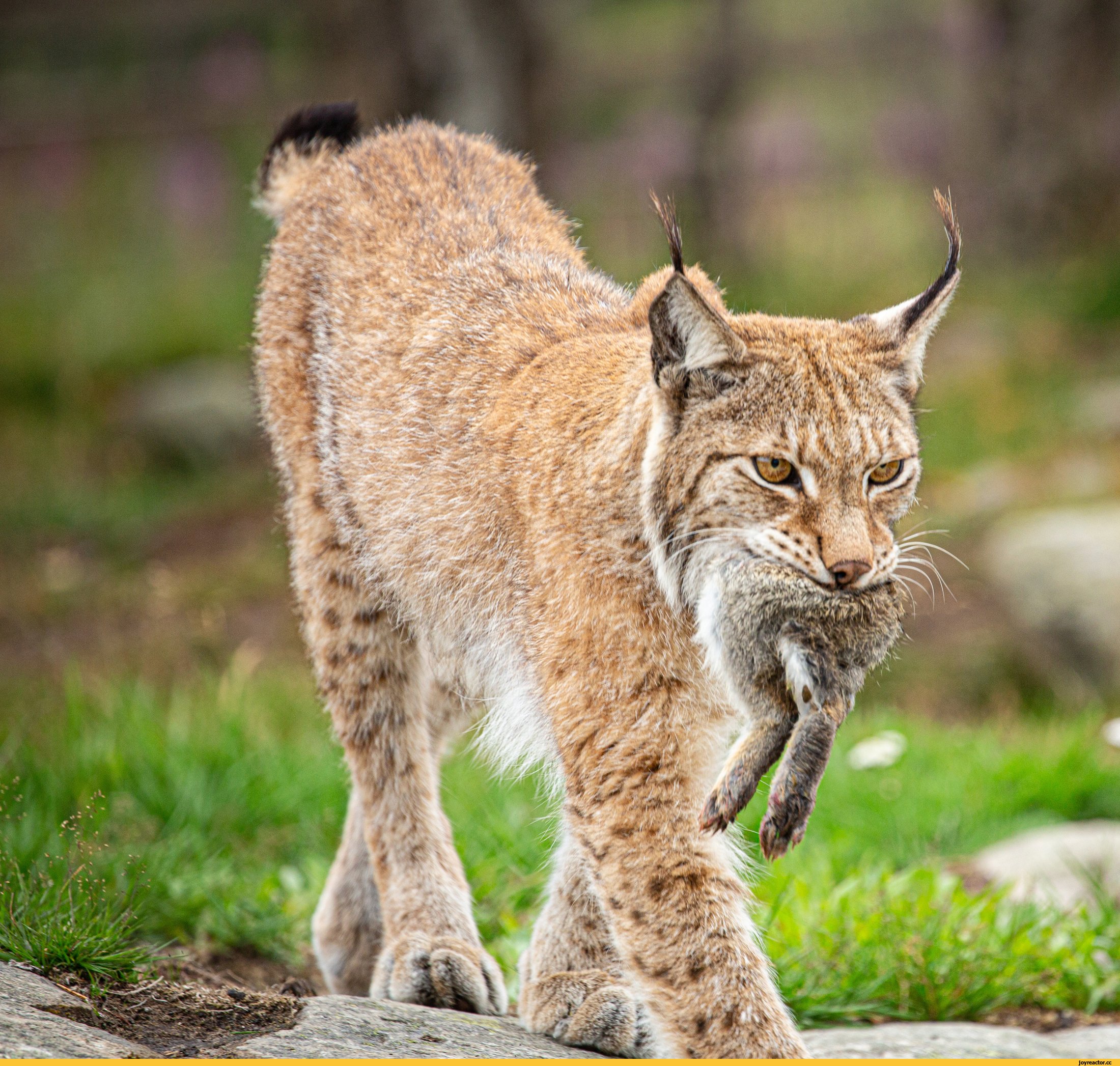 Пришли рыси. Рысь - Lynx Lynx (Linnaeus, 1758). Среднеазиатская Рысь. Сибирская Рысь. Гималайская Рысь.