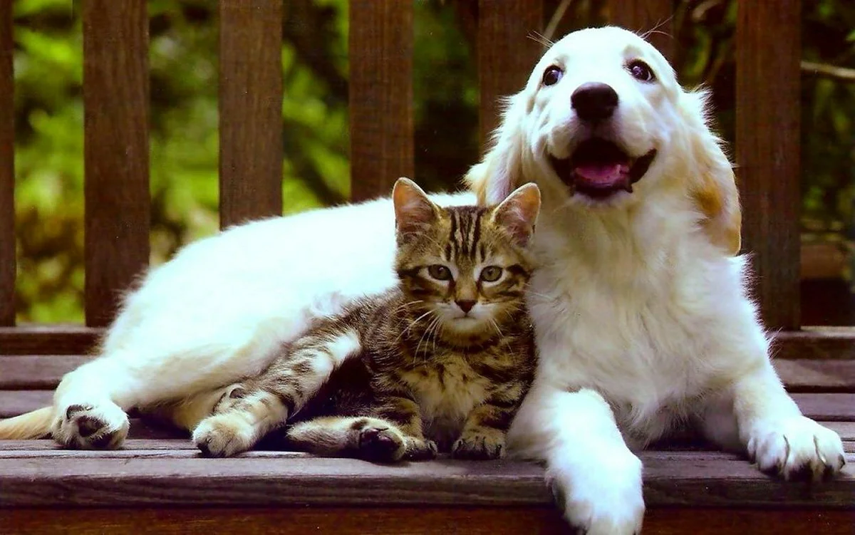 Кот и собака картинки