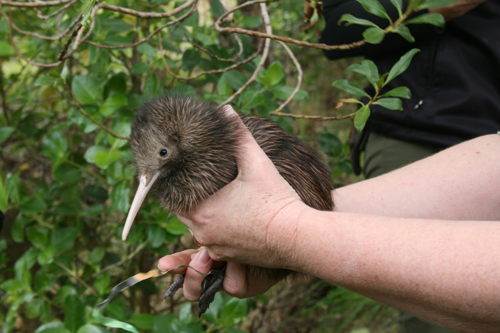 Kiwi orchestra. Киви птица. Птица киви в новой Зеландии. Новозеландцы киви. Птица киви птенец.