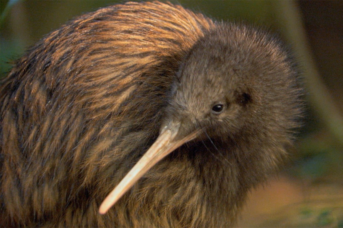 Киви класс. Птичка киви новая Зеландия. Нелетающие птицы киви. Животные новой Зеландии птица киви. Птица киви в Австралии.