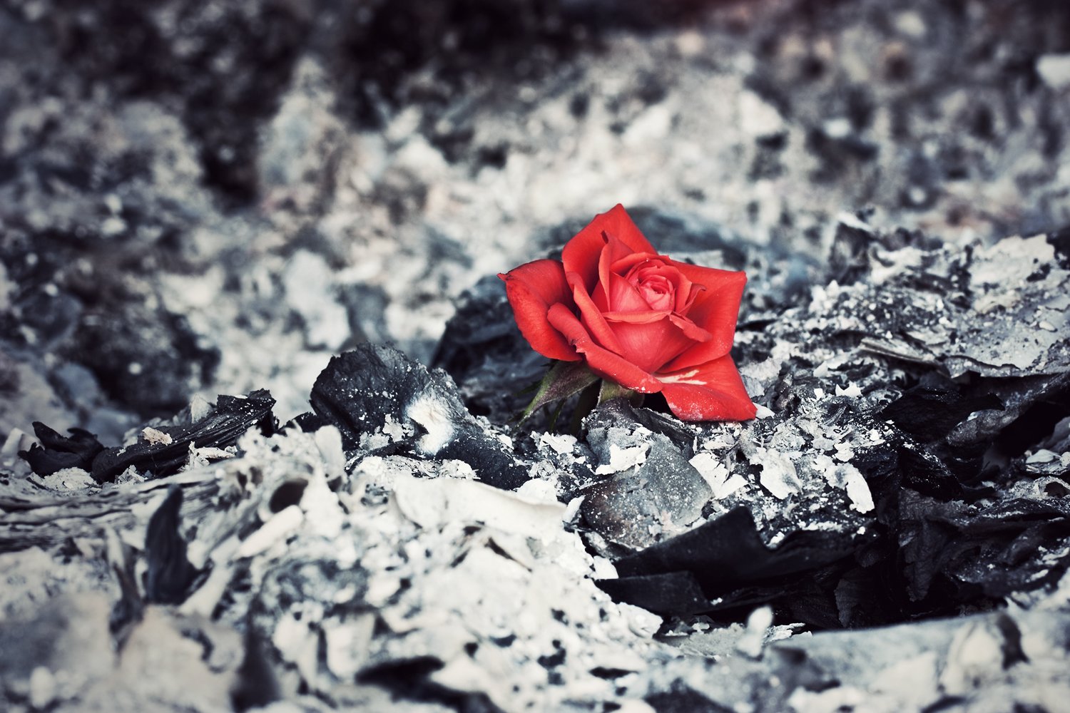 Пепел перемен 1 читать. Цветок среди камней. Чёрные розы в снегу.