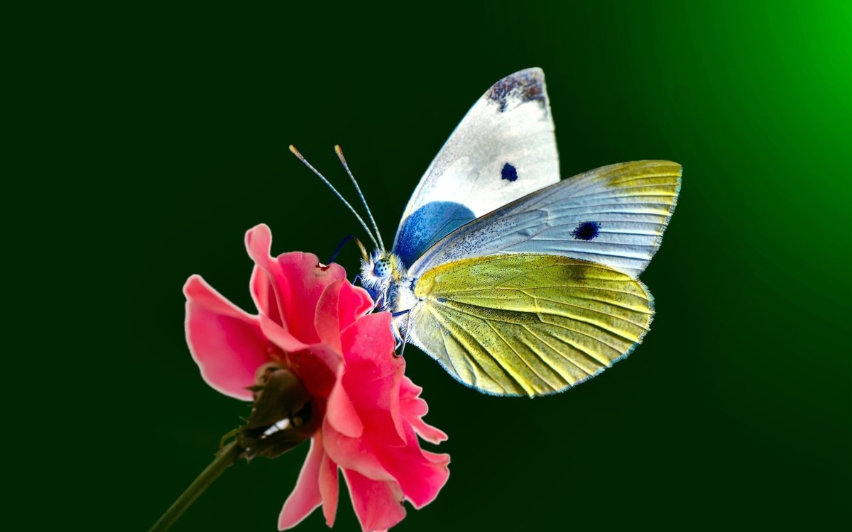 Картинки бабочка на цветке