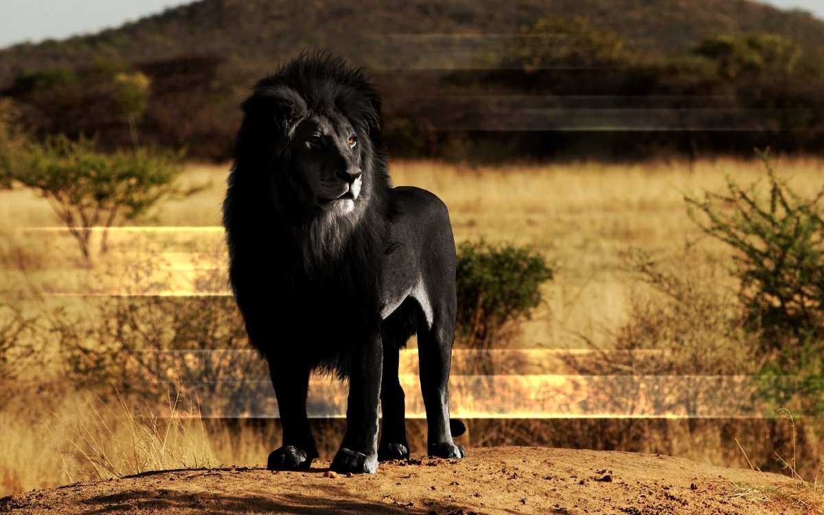 Черный лев картинки