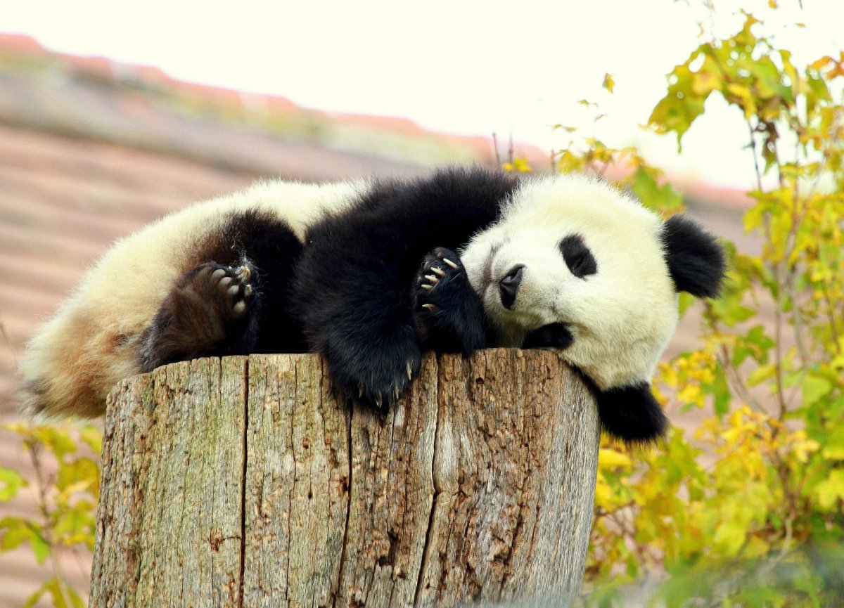 Панда милые картинки