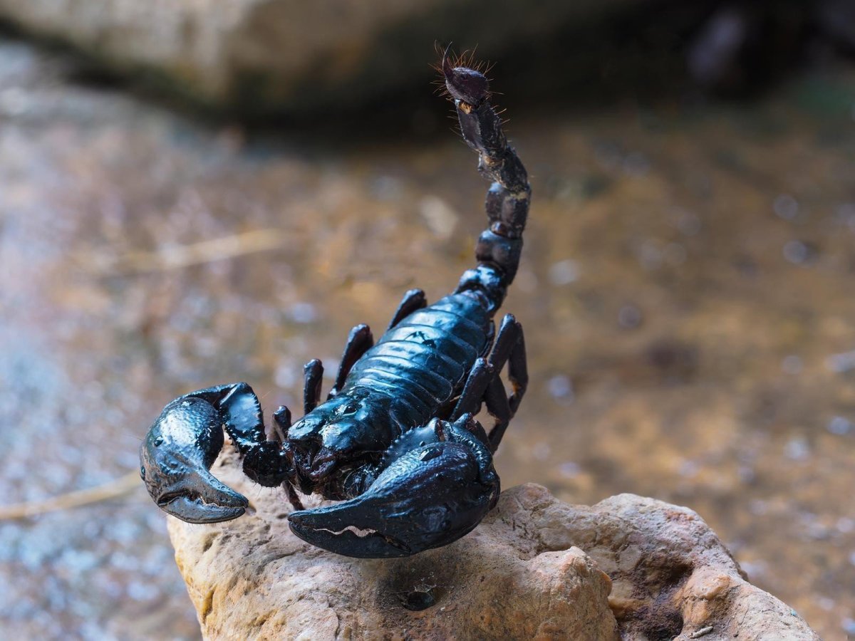 Красивые картинки скорпионов