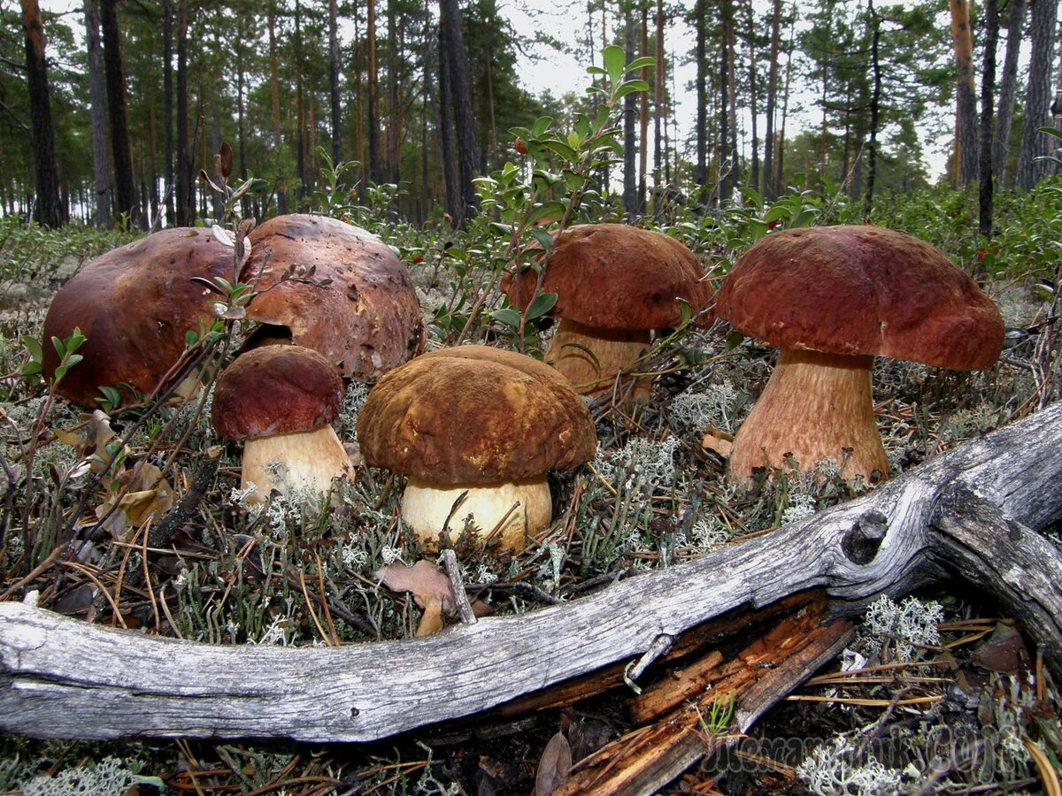 Где вырастают леса. Северные грибы ХМАО. Растительный мир ХМАО Югры грибы. Белый гриб ХМАО. Съедобные грибы в ХМАО.