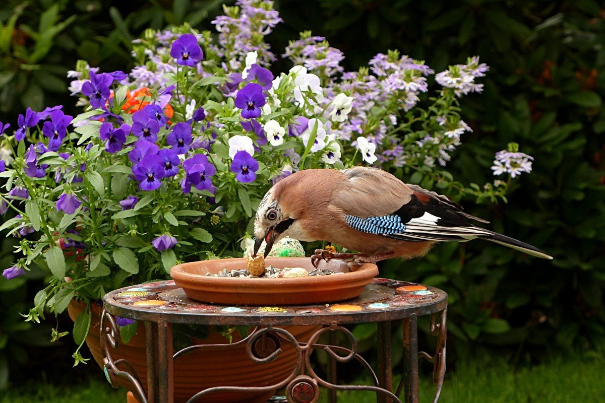 Фотообои Красивые птицы и цветы