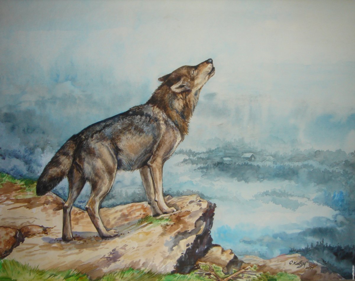 Волк картинки рисунки