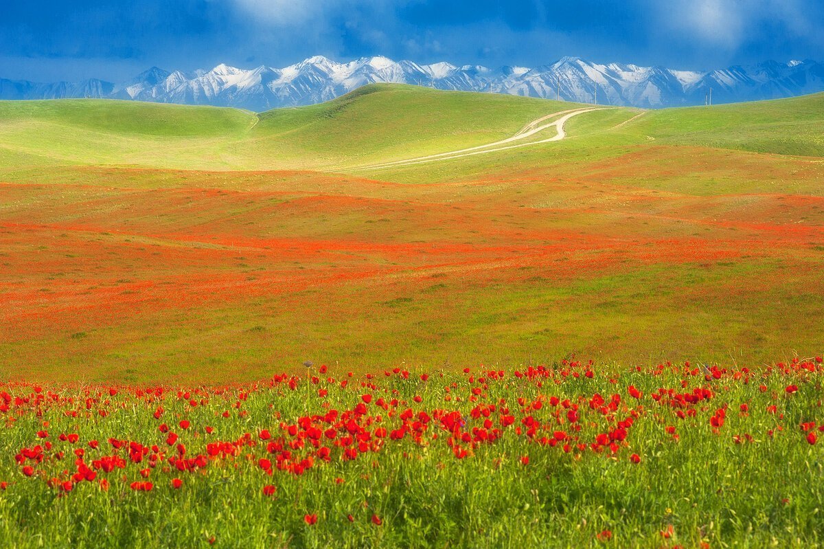 Картинки степи казахстана