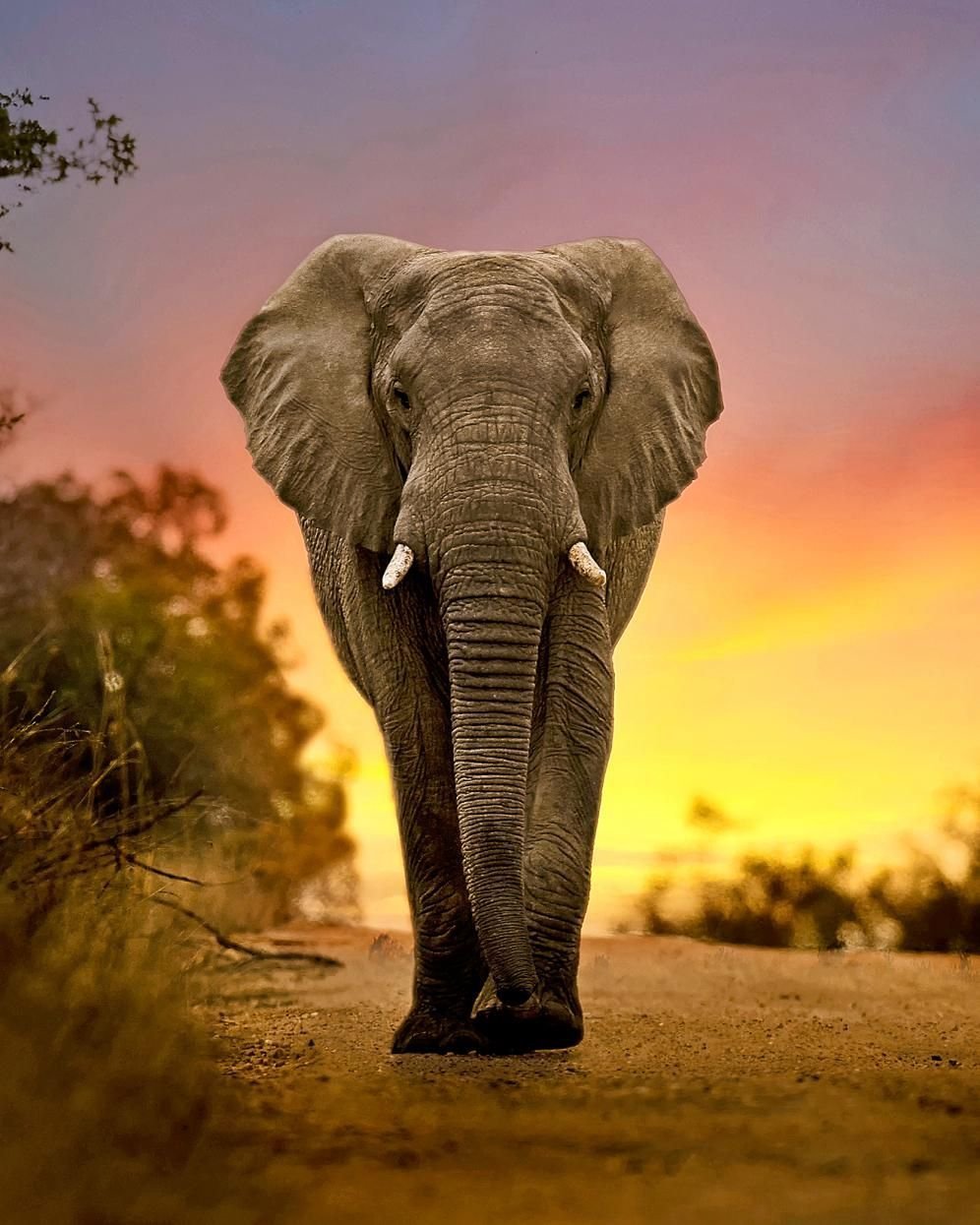Картина на холсте Большой красивый слон и отражение 40х60