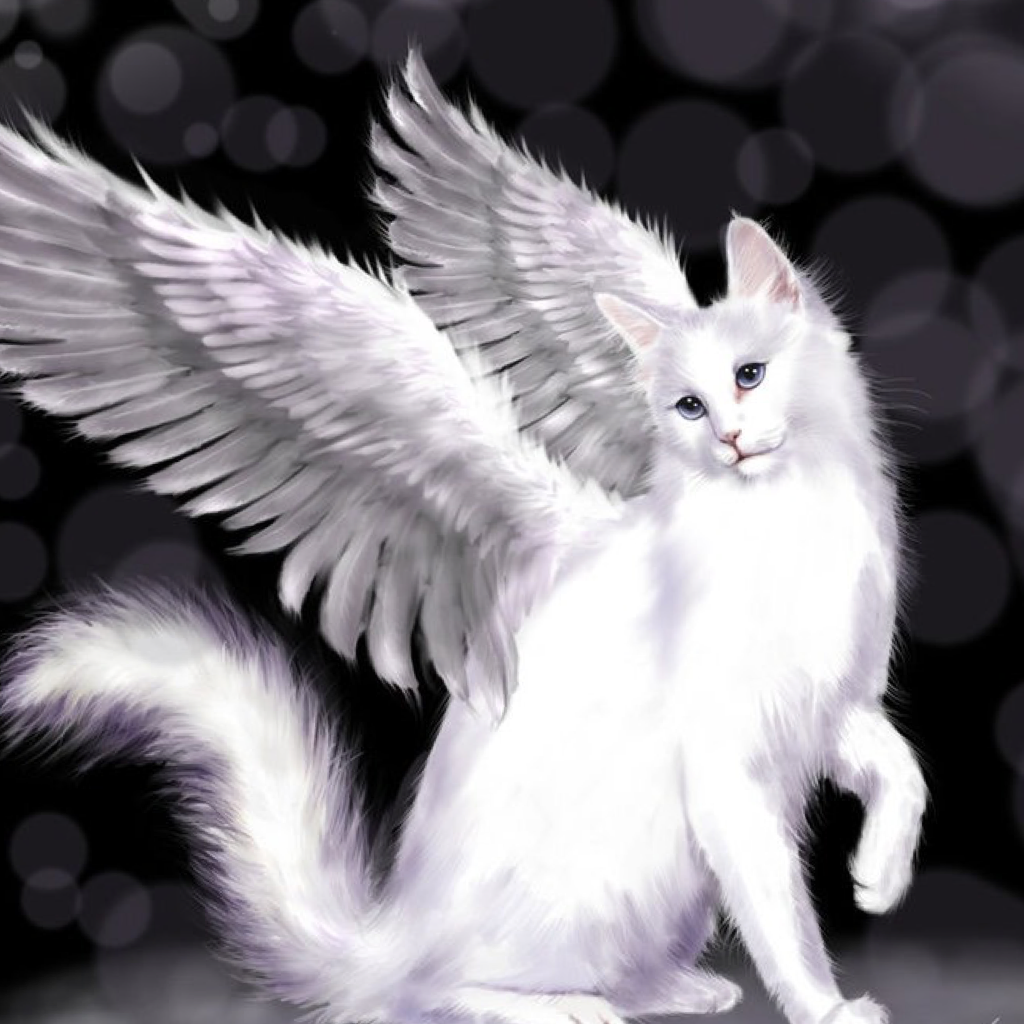 Кот ангел с крыльями - 59 фото