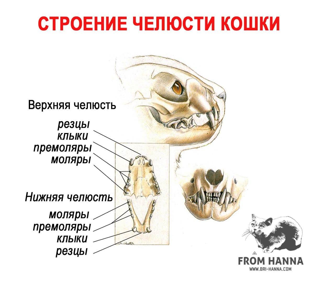 Зубы кошки - 60 фото