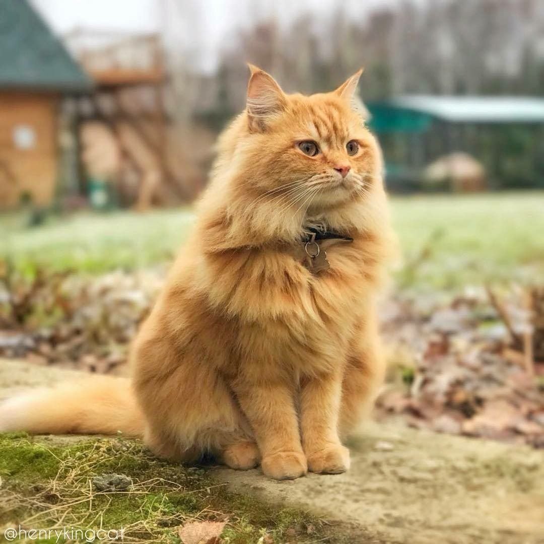 Сибирская рыжая кошка - 66 фото